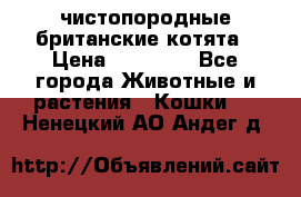 чистопородные британские котята › Цена ­ 10 000 - Все города Животные и растения » Кошки   . Ненецкий АО,Андег д.